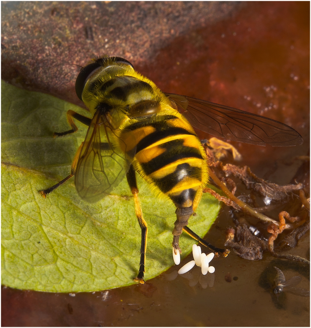 Joint 3rd Hoverfly floating her eggs by Nick Knight